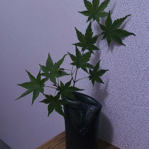 モミジ,一輪挿し,信楽焼,iPhone撮影,asingleflowervaseの画像