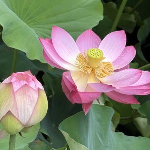 コブシ,ハス,睡蓮,ソテツの雄花,梅雨の画像
