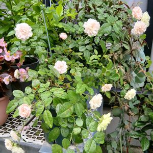 鉢植え,花のある暮らし,私の癒やし,部屋の前の画像