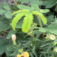 オジギソウ,金魚草,ナチュラルガーデン,お庭の花たち,花と暮らすの画像