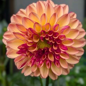 ダリア,鉢植え,軒下,庭の画像