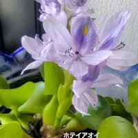ホテイアオイ,庭の花,花のある暮らし,小庭,植物大好きの画像