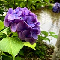 アジサイ,ハイドランジア,落葉低木,花のある暮らし,緑のある暮らしの画像