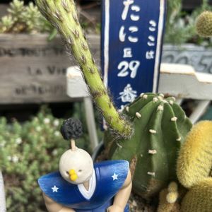 刺無短毛丸,バニー・カクタス,花芽,ベランダ多肉,花芽祭りの画像