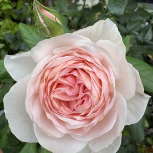 バラ  ルイの涙,バラ  ルイの涙,バラ好き,バラを楽しむ,バラのある暮らしの画像