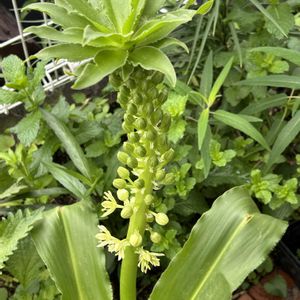 パイナップルリリー,鉢植え,家の庭の画像