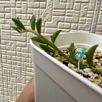 ドルフィンネックレス,多肉植物,カット苗,多肉棚,ネックレス系の画像