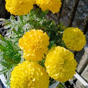 開花中♡,GSに感謝。,アフリカンマリーゴールド,お花は癒し,GS皆様ありがとうの画像