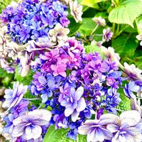 ハイドランジア,紫陽花,お買い物,お散歩,ご近所の画像