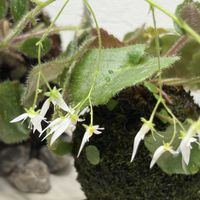 苔玉,金曜ロードショーとジブリ展の画像
