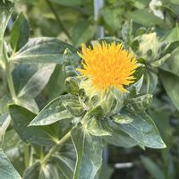 ベニバナ,家庭菜園の画像