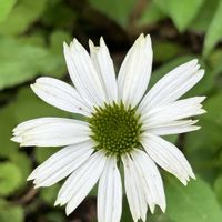 エキナセア,オレガノ ケントビューティー,ハナニラ(イフェイオン),紫陽花シャロン,紫陽花 アジサイ あじさいの画像