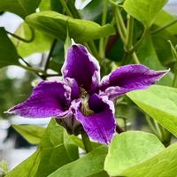 ネモフィラ,小さな幸せ,優しい気持ち,嬉しい開花,穏やかな毎日の画像
