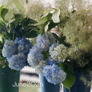 スモークツリー,ハンゲショウ,フラワーアレンジメント,ブーケ,紫陽花 アジサイ あじさいの画像