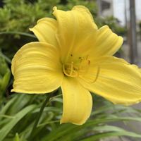 スカビオサ,へメロカリス・デイリリー,グランドマスター,小さな小さな庭,月曜日はビタミンカラーの画像