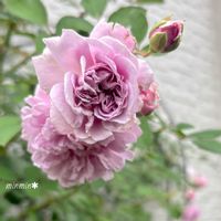 レイニーブルー,ガーデニング,つるバラ,花のある暮らし,青バラの画像