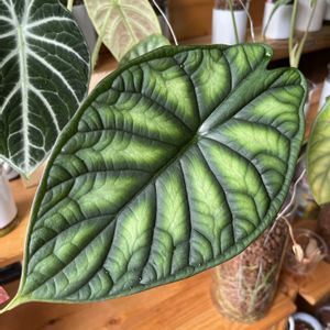 サトイモ科,アロカシア,アロカシア,観葉植物,ハイドロカルチャーの画像