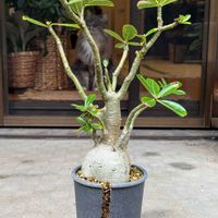 アデニウム,観葉植物,塊根植物,コーデックス,雨ざらしの画像