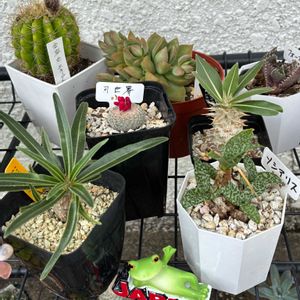 毎日6日はカエル仲間の 日,棚の画像