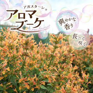 アガスターシェ,ガーデニング,カネコ種苗の画像