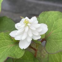 ドクダミ,八重ドクダミ,山野草の画像