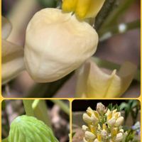 ルピナス,ルピナス,小さな花壇,花のある暮らし,植物好きの画像