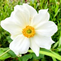 秋明菊,秋明菊,キンポウゲ科,グリーン！グリーン！グリーン！,おでかけ先の画像