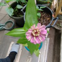 皇帝ダリアの画像