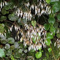 ユキノシタ,八重咲きドクダミ,山野草,雨の日,観光地の画像