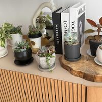 福兎耳,仙人の舞,多肉植物,セダム属,多肉寄せ植えの画像
