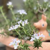 ローズマリー,花のある暮らし,埼玉県,埼玉タニラー,幸せを感じるの画像