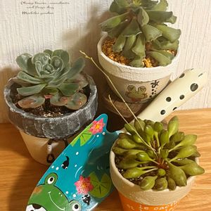 インディアンクラブ,クリステイタス,アドロミスクス クリステイタス,いちごみるくさんから❤️,いちごみるくさんのおぱんちゅ鉢の画像