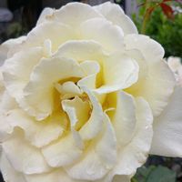 鉢植え,花のある暮らし,私の癒やし,部屋の前の画像