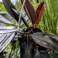 フィカス バーガンディ,観葉植物,100均,ダイソー,ダイソー産の画像
