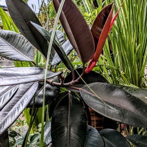 フィカス バーガンディ,観葉植物,100均,ダイソー,ダイソー産の画像