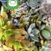 不死鳥,ヒマツリ,多肉植物,多肉植物寄せ植え,ガーデニングの画像