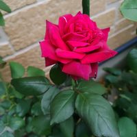 花のある暮らし,薔薇バラばら♪,夏庭♥️,夏の風景♥️,巡る季節♥️の画像