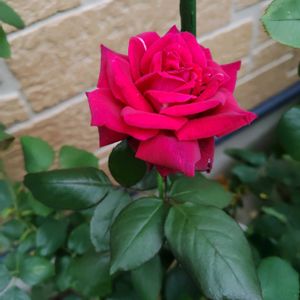 花のある暮らし,薔薇バラばら♪,夏庭♥️,夏の風景♥️,巡る季節♥️の画像