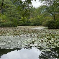 アサザ,神戸市森林植物園,6日はカエルの日の画像