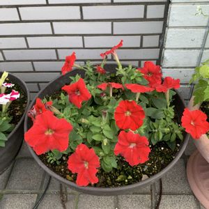 花のある暮らし,癒される♡,日日是好日,お店の前で♡の画像