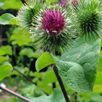 ゴボウ,筑波実験植物園,GSに感謝。,植物観察,植物散策の画像