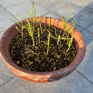 黒松,盆栽,ベランダ,庭の画像