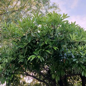 タブノキの画像
