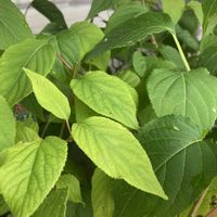 マタタビ,マタタビ,綺麗✨,マタタビ科,花ぶら散歩の画像