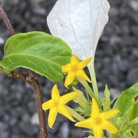 コンロンカ,ハンカチノキ,メロン,メロン,ハンゲショウの画像