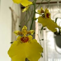 オンシジューム,リビング・ダイニングの画像