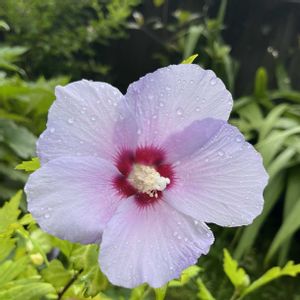 ムクゲ,木槿(ムクゲ),挿し木,ムクゲの花,蕾フェチの画像