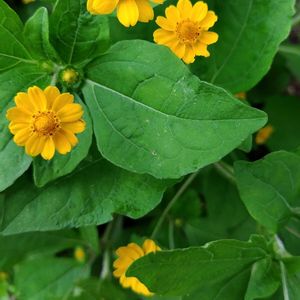 メランポジウム,地植え,花壇の画像