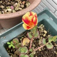ポーチュラカ,グロリオサ,ミリオンベル,花のある暮らし,おうち園芸の画像