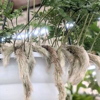 トキワシノブの画像